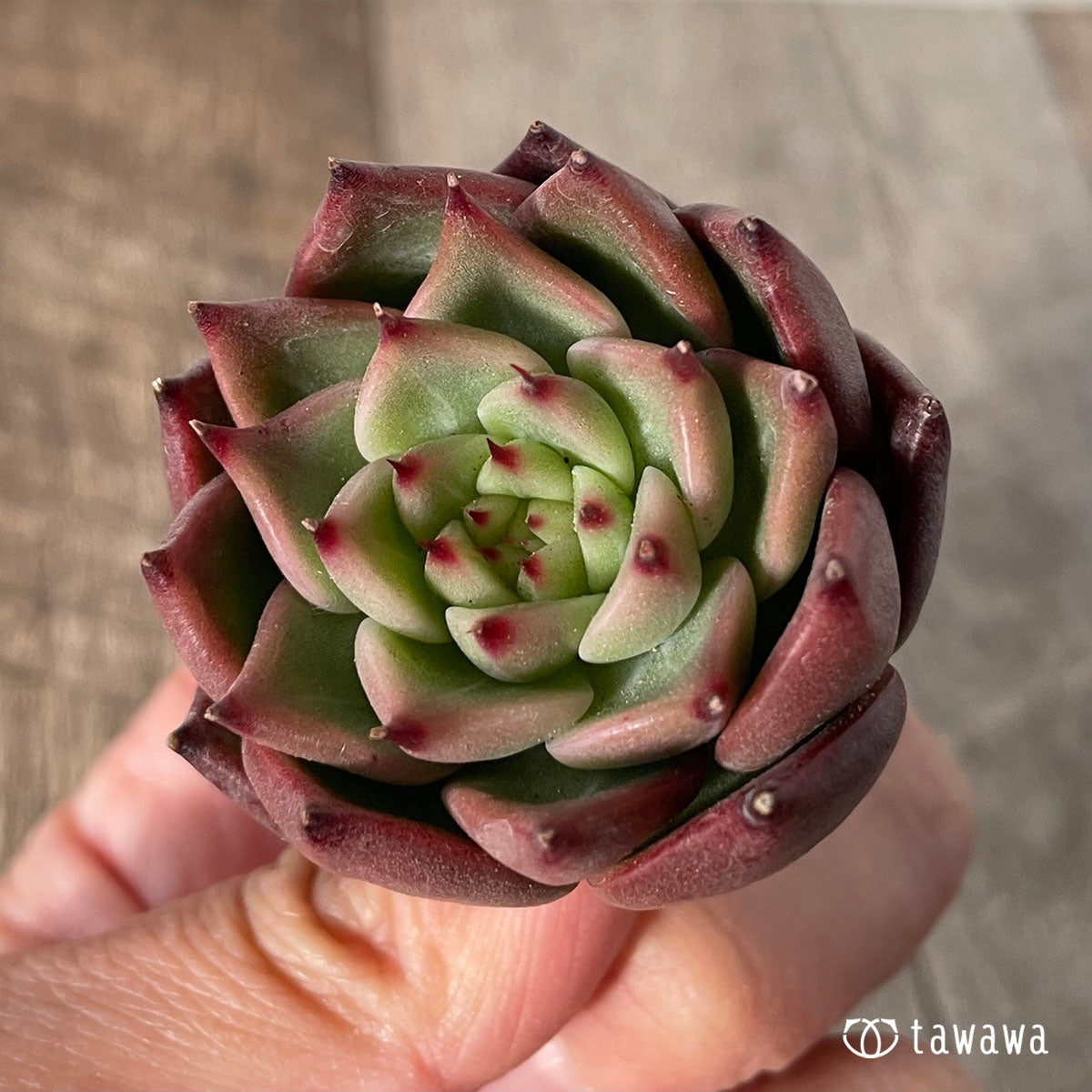 레드랜스