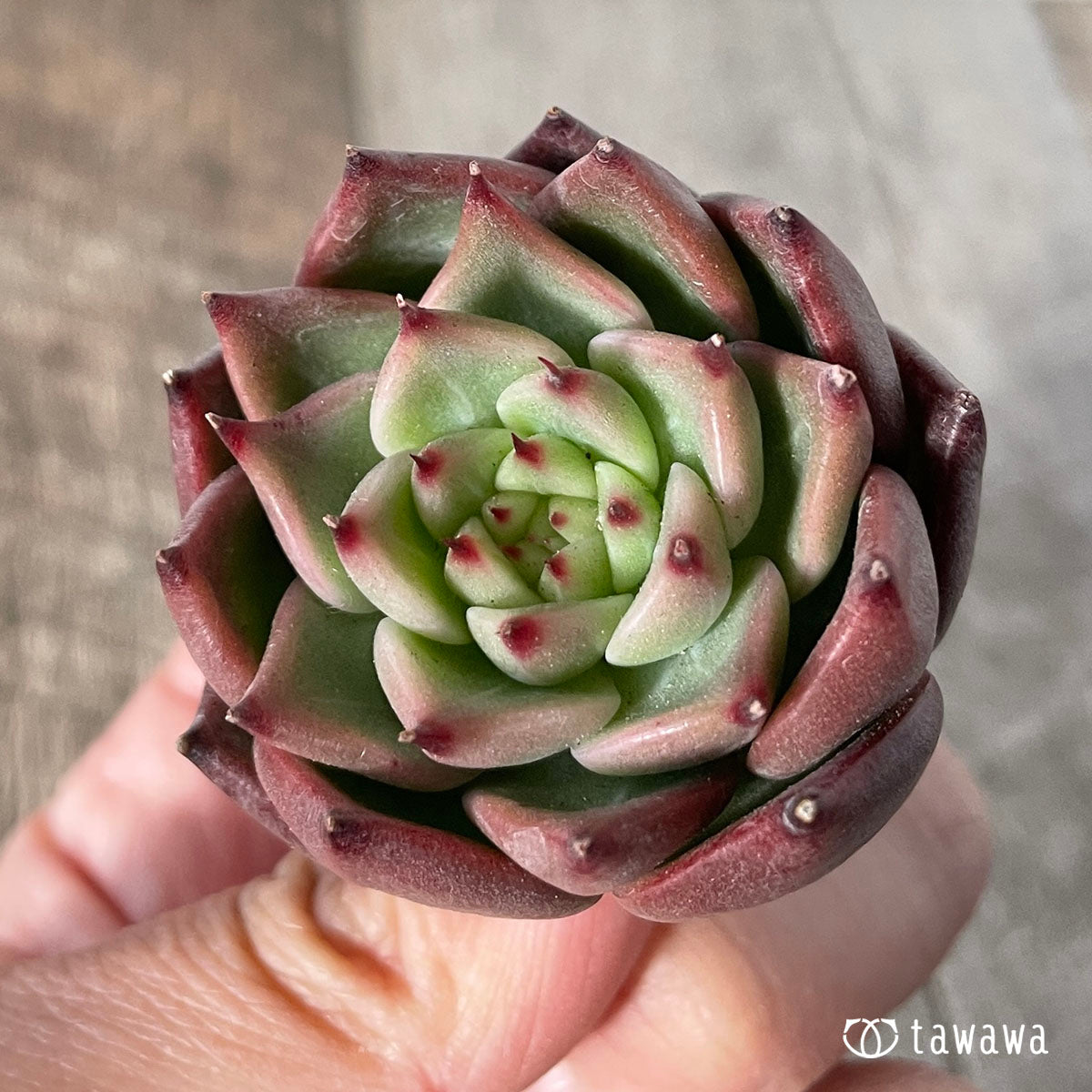 레드랜스
