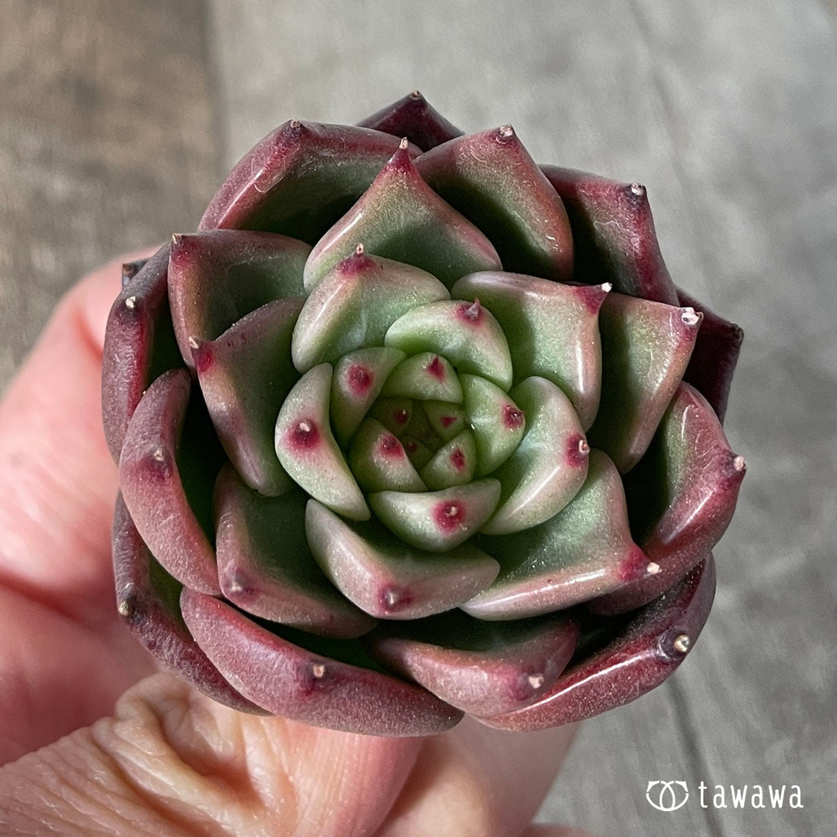 레드랜스
