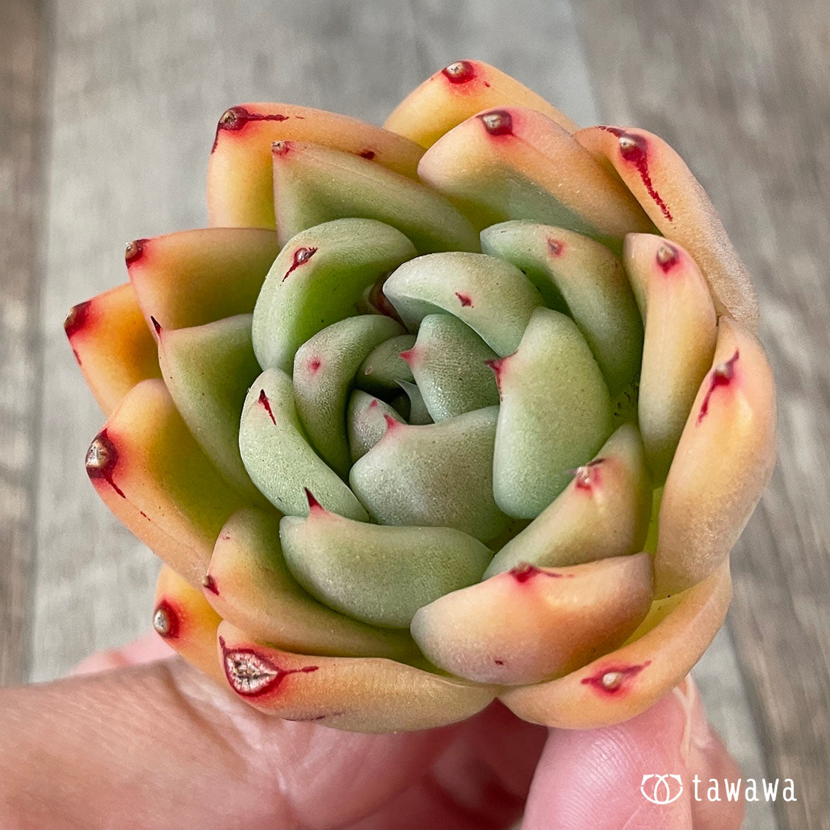 コバニー