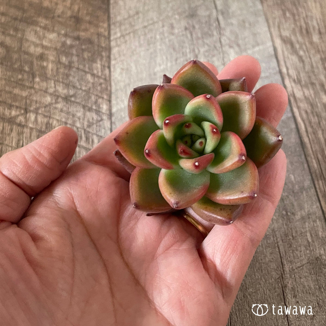 New Arrivals: Ice Green