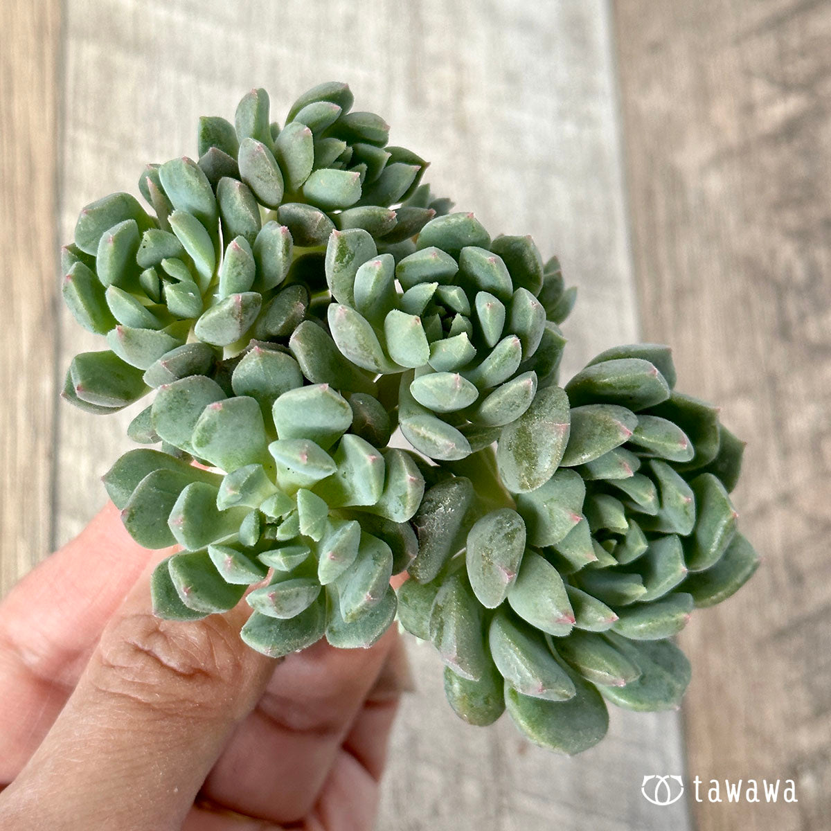 클리시 N 라이언