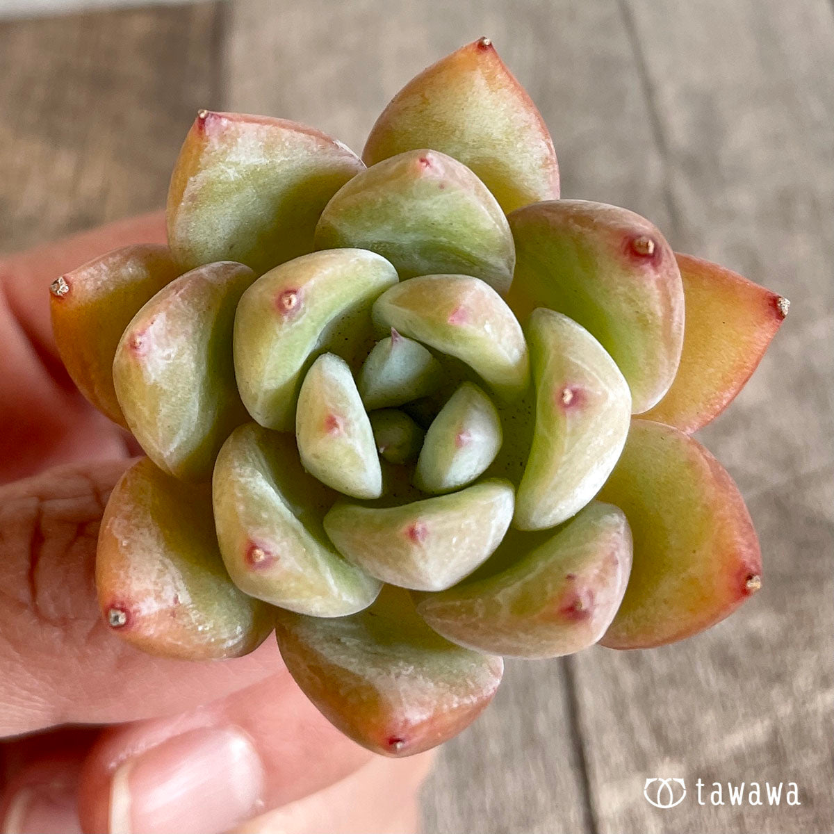 치요