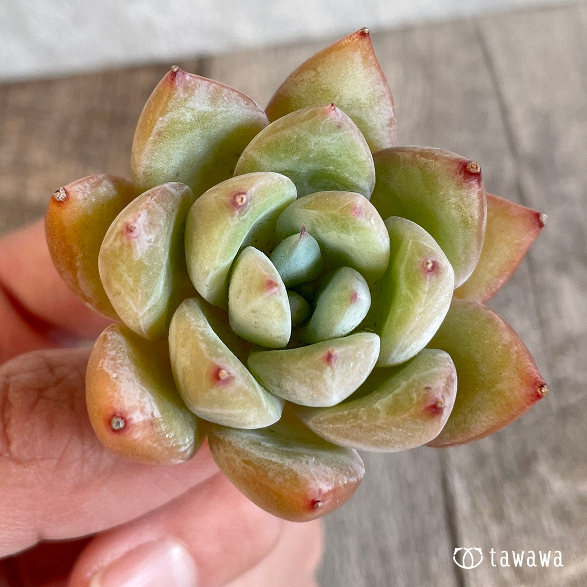 치요