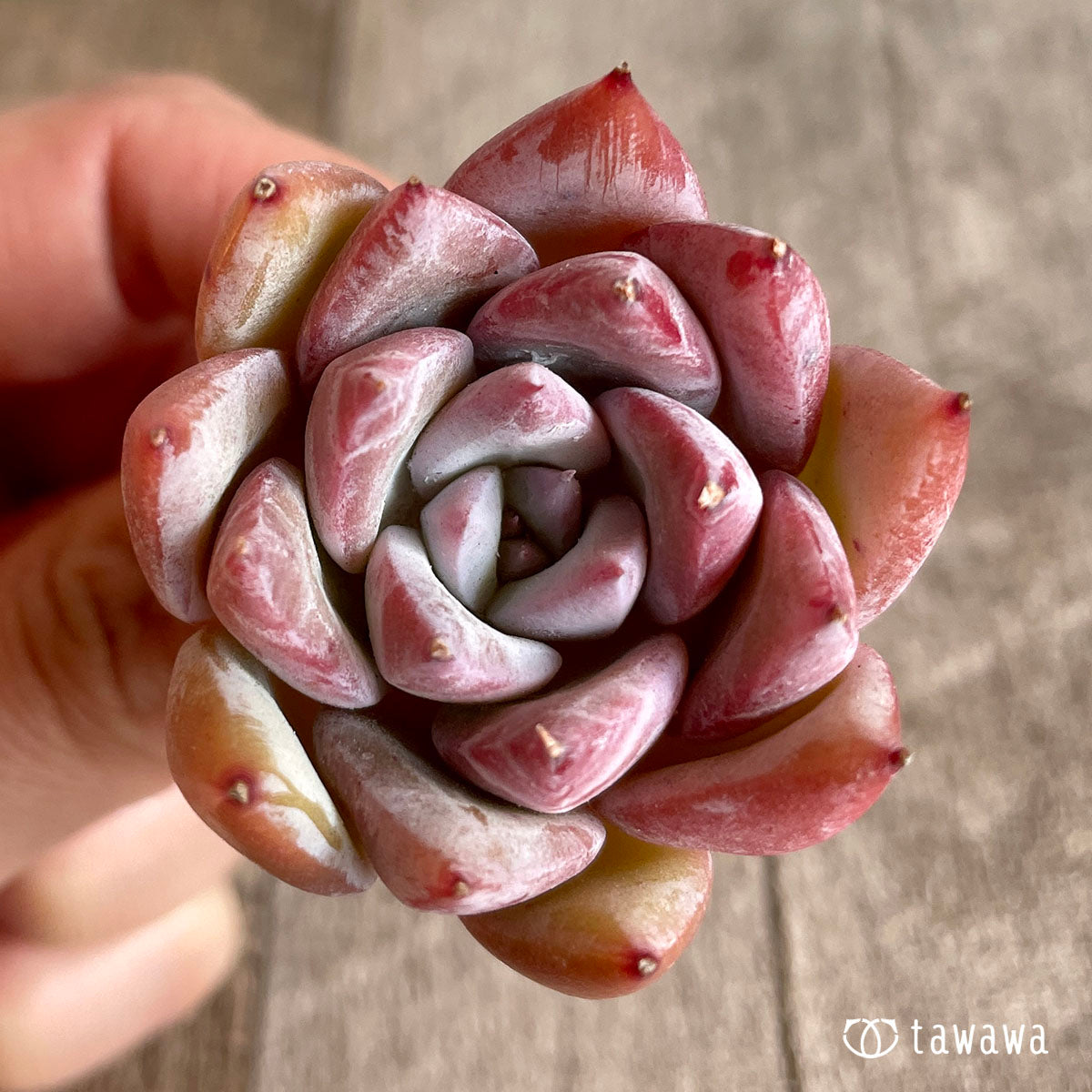 치요