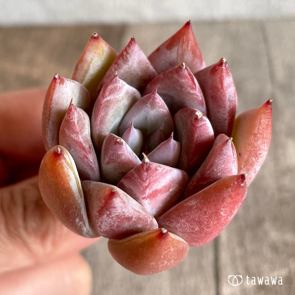 치요
