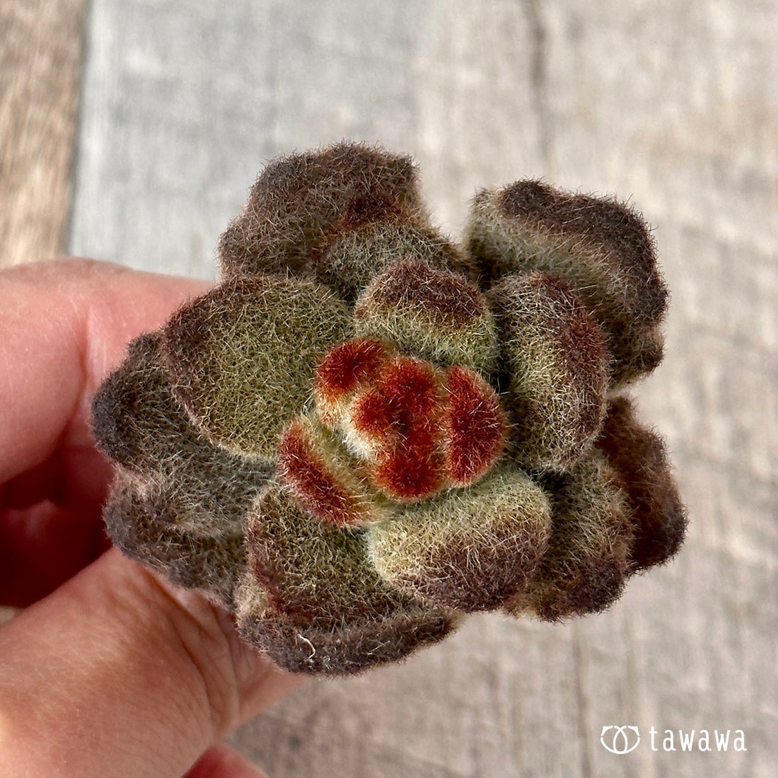 Teddy Bear Teddy Bear