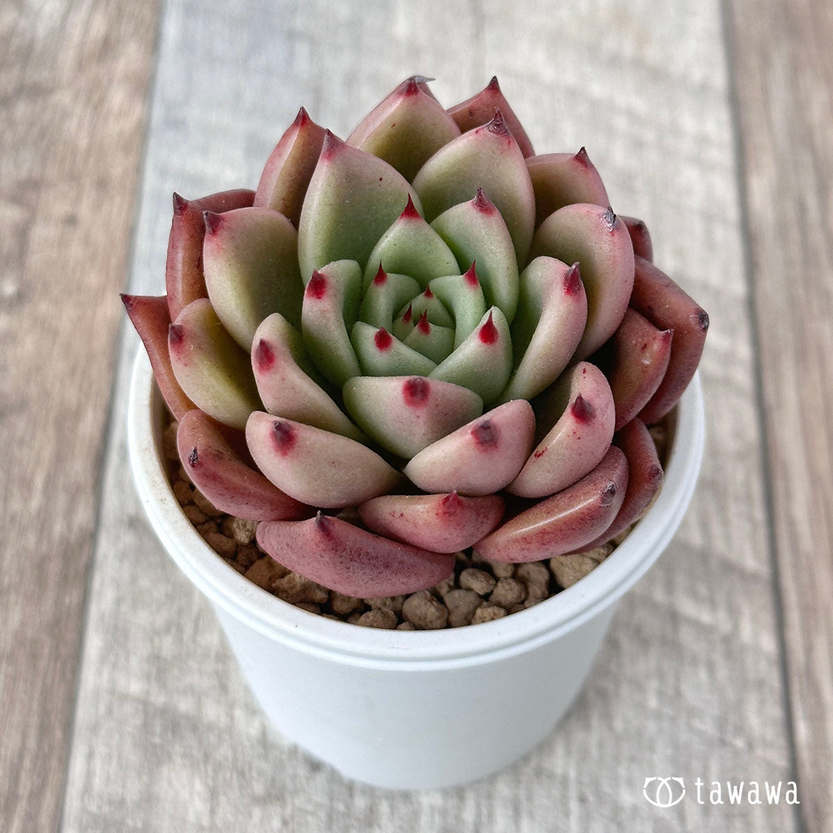 New Arrivals: Ice Green