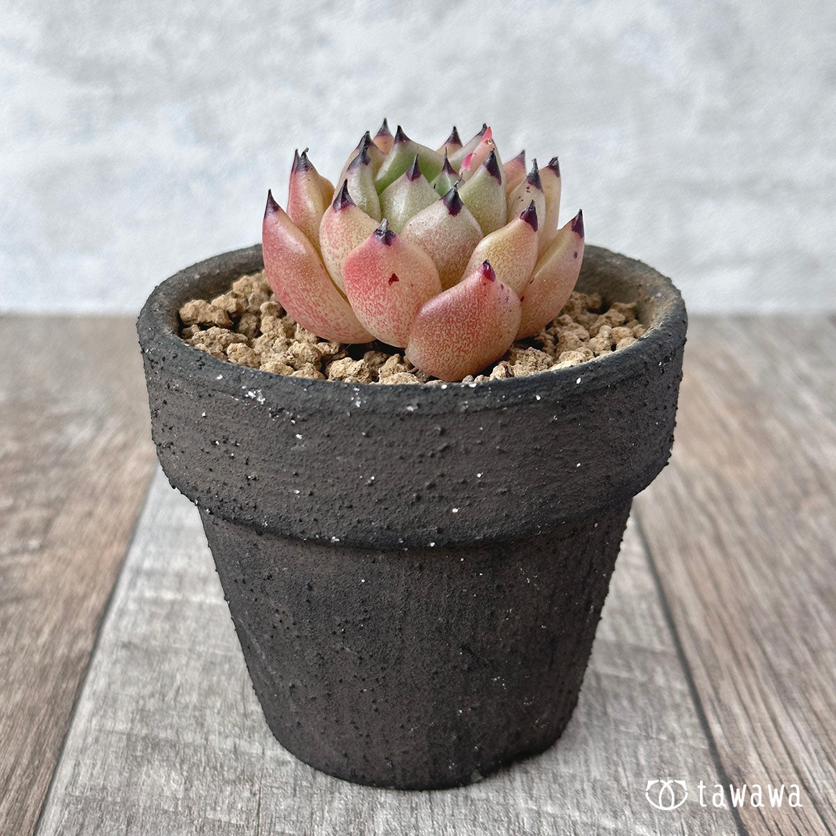 블랙캣츠