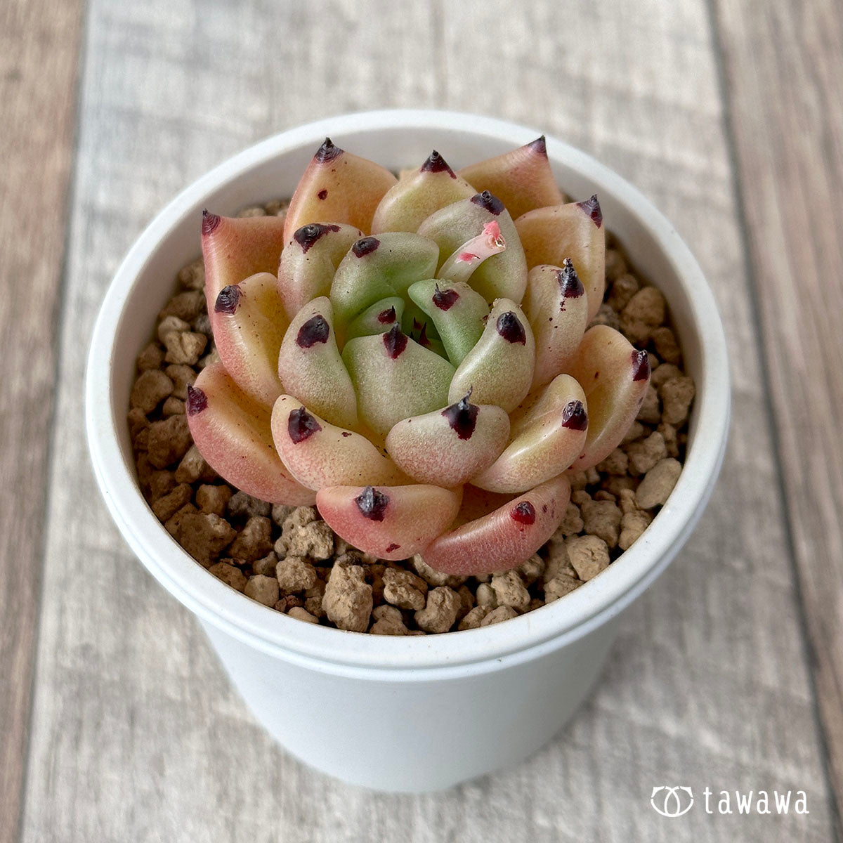 블랙캣츠