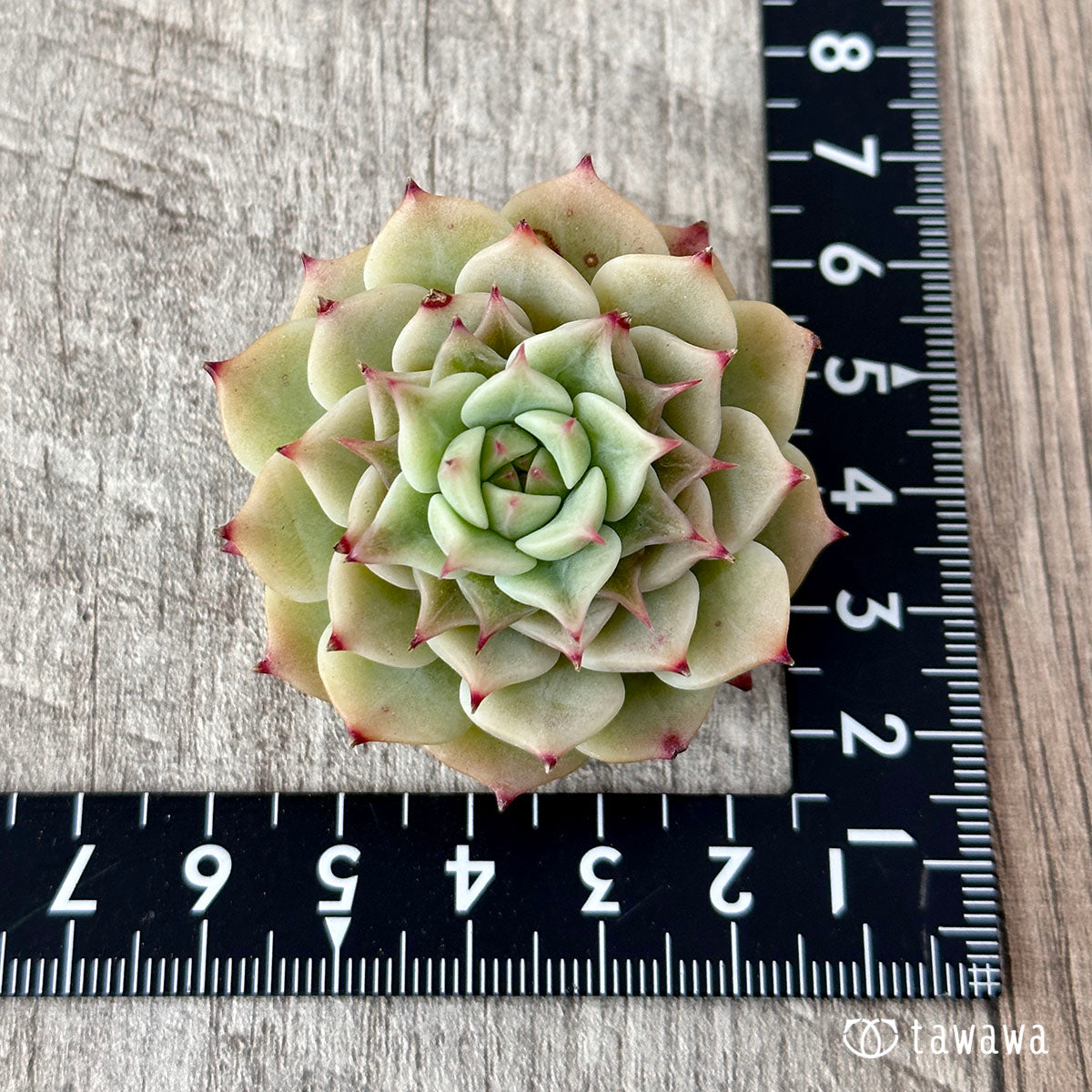 New Arrivals: Ice Green