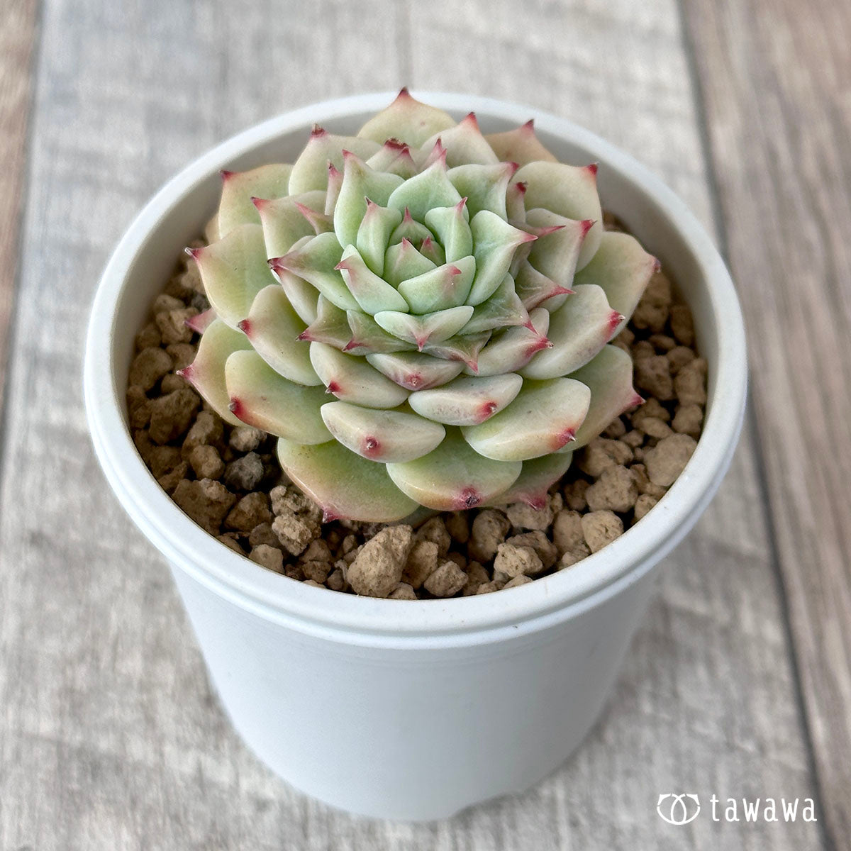 New Arrivals: Ice Green