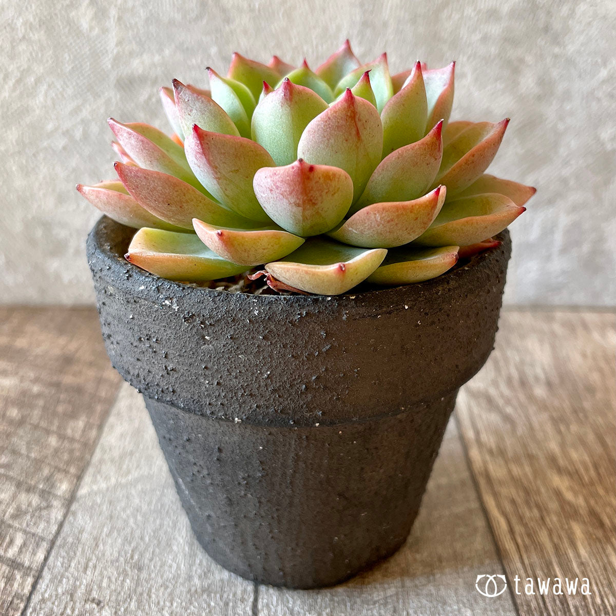 아이스 핑키