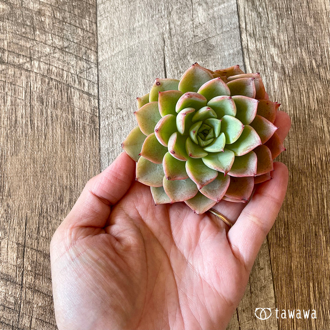 Eye Spinky Ice Pinky