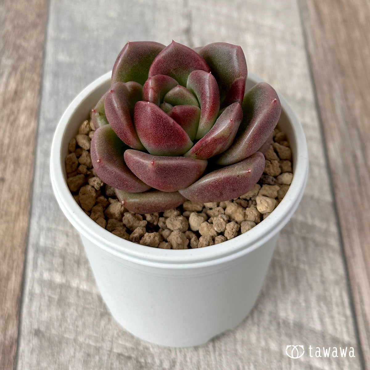New Arrivals: Ice Green