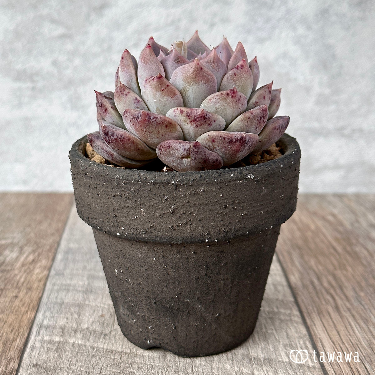 New Arrivals: Ice Green