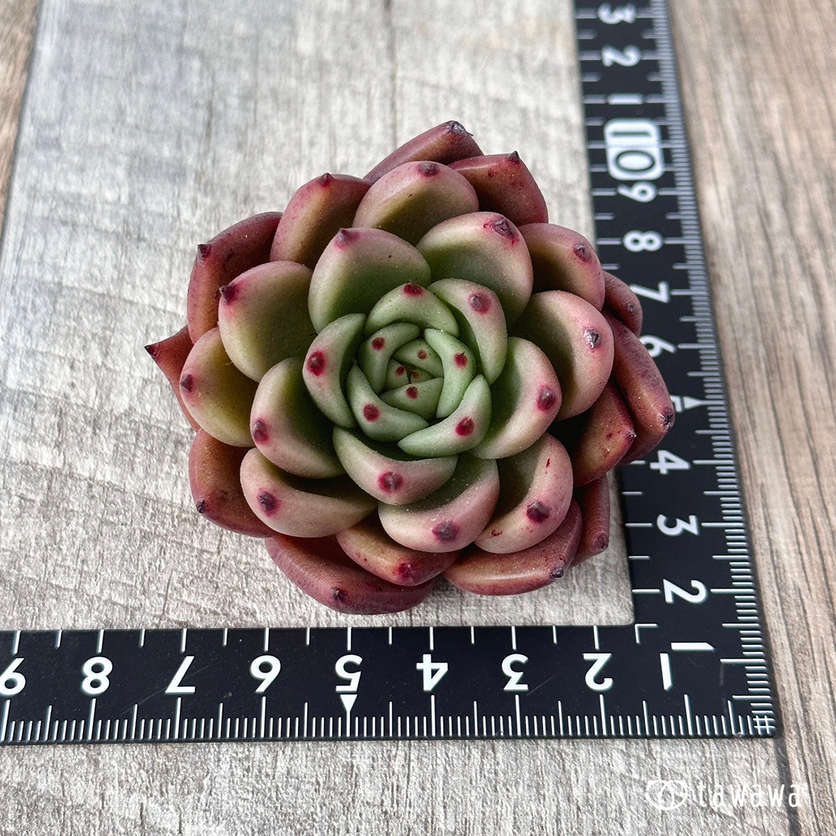 New Arrivals: Ice Green
