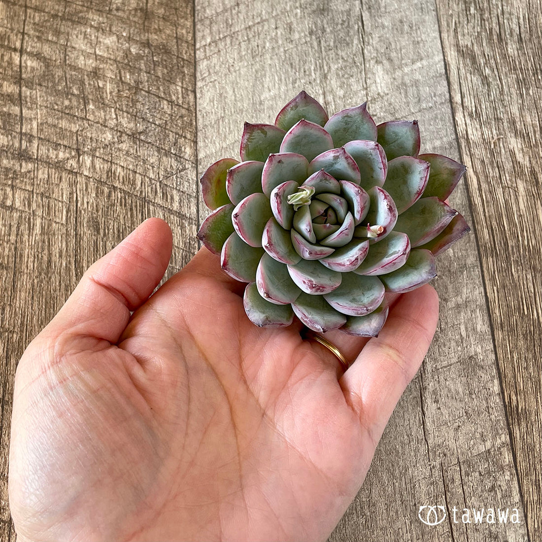 New Arrivals: Ice Green