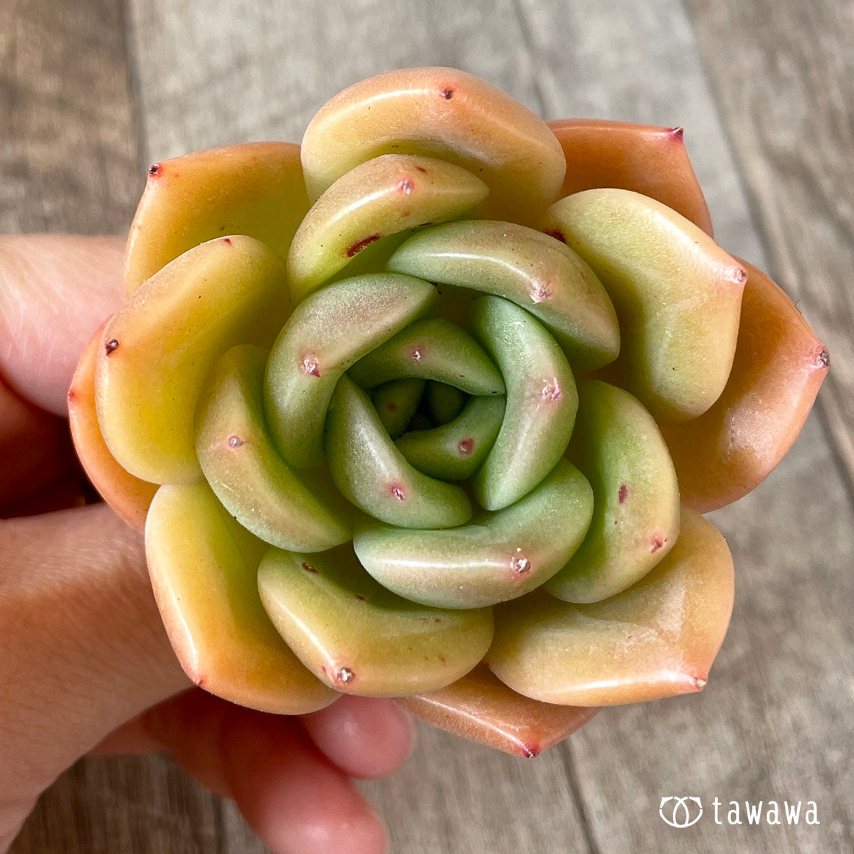 누누
