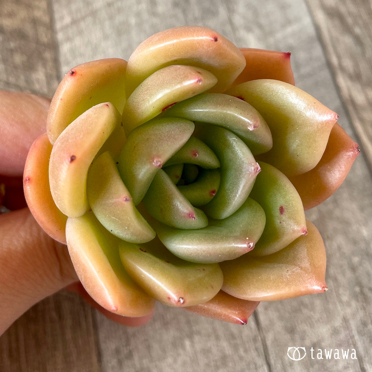 누누