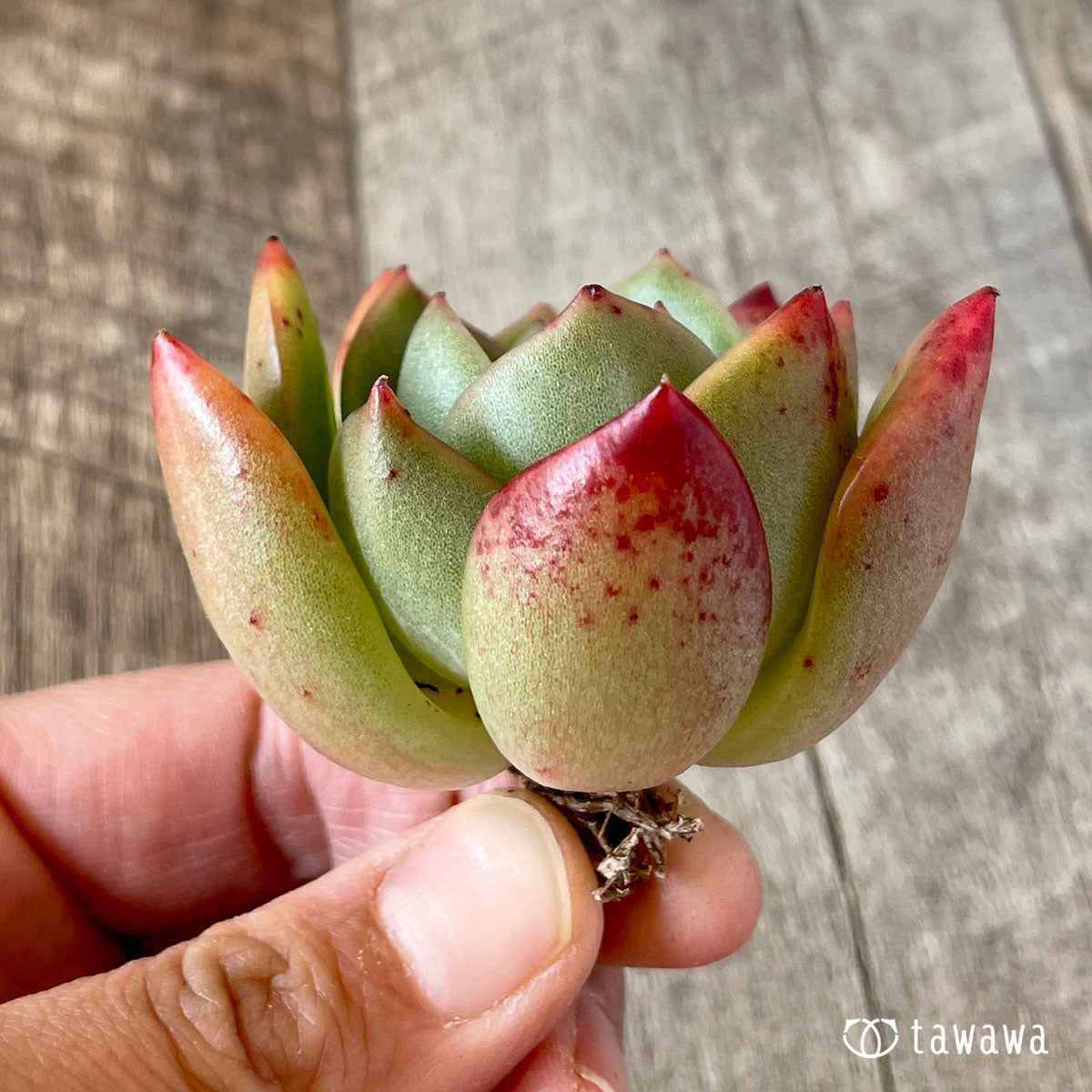 null