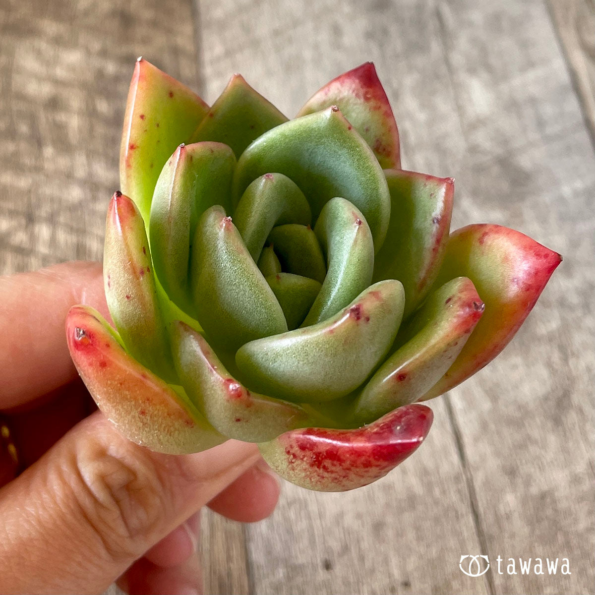 null