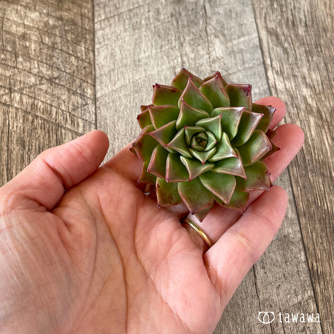 New Arrivals: Ice Green