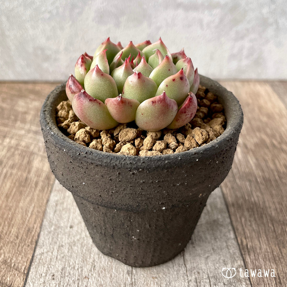 모히토