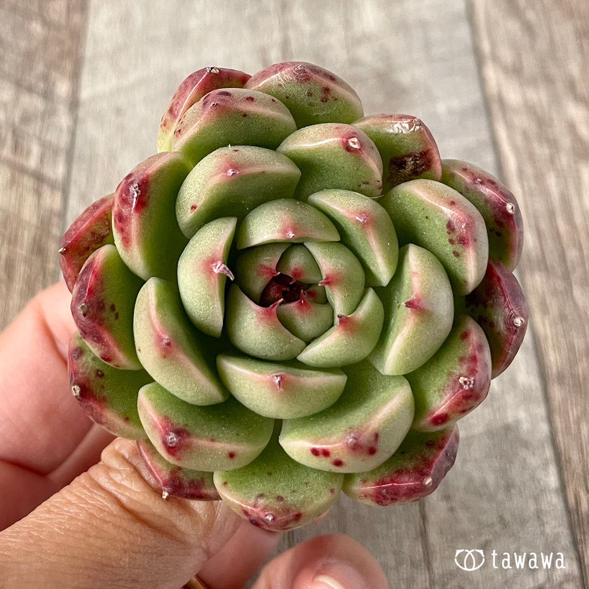 모히토