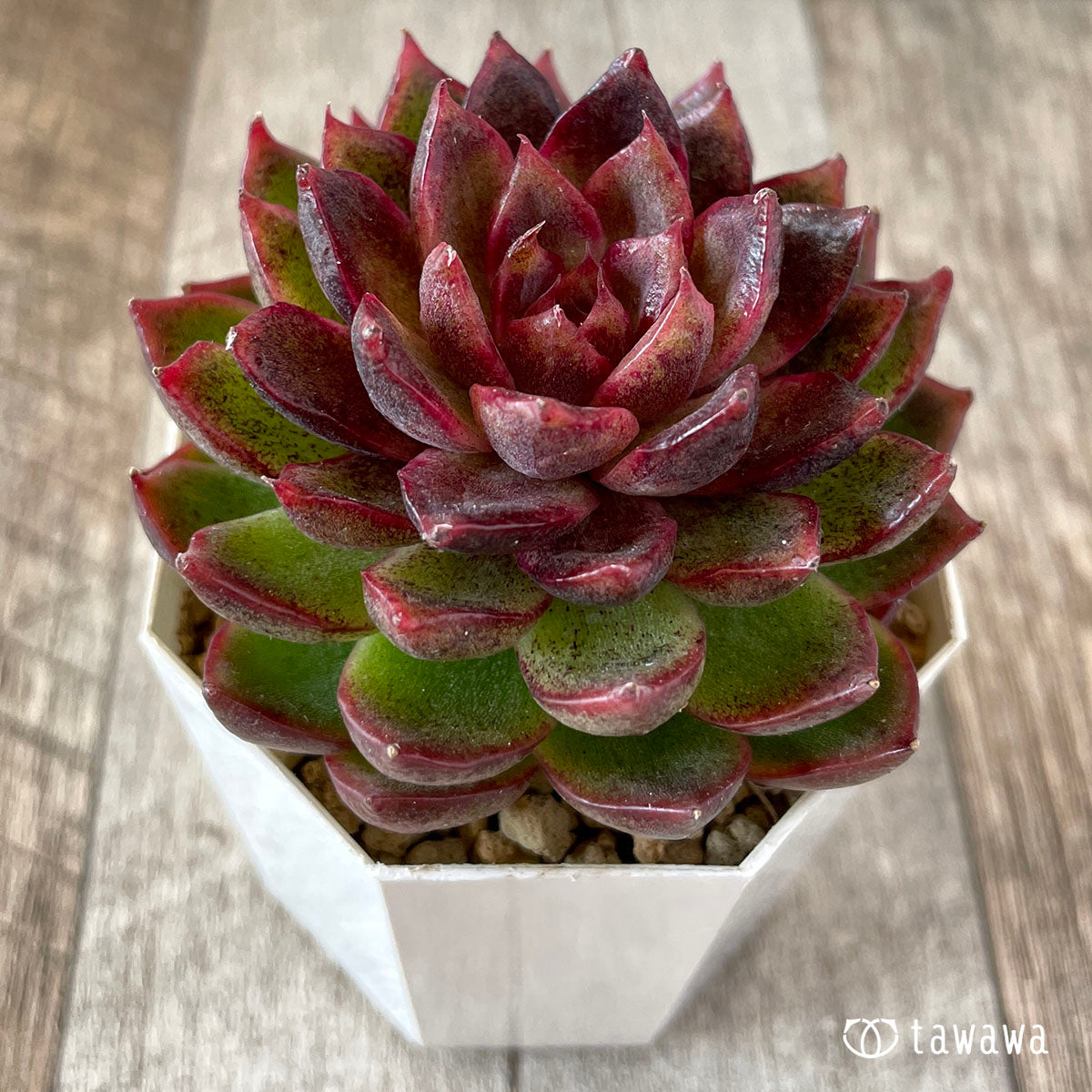 New Arrival* Cubic Frost