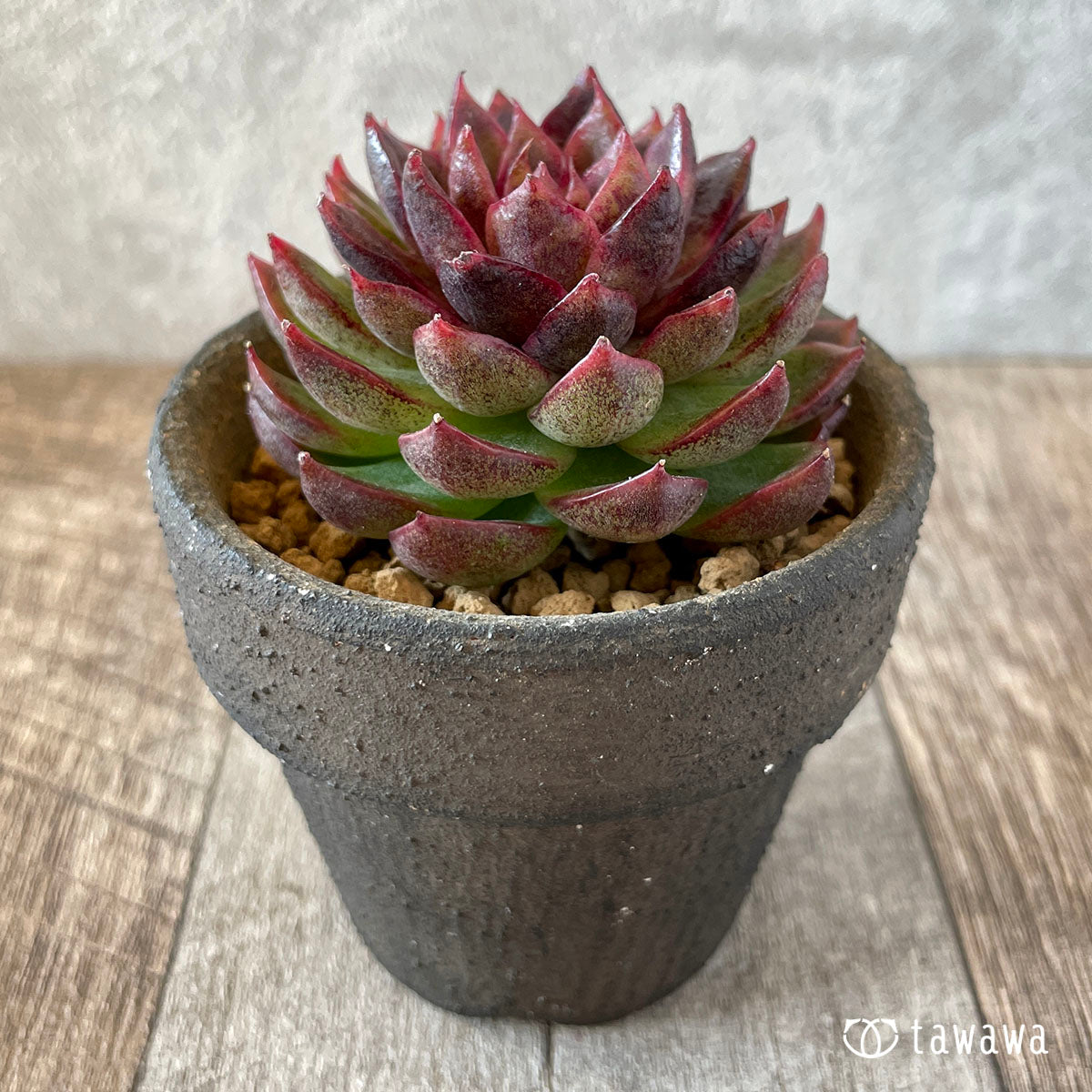 New Arrival* Cubic Frost