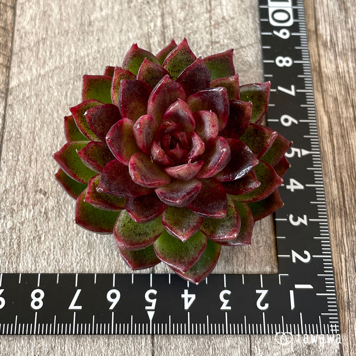 New Arrival* Cubic Frost