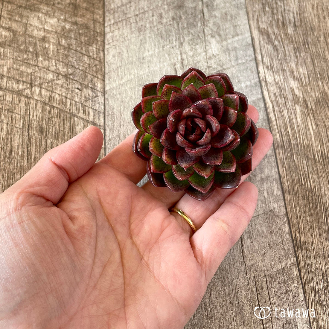 New Arrival* Cubic Frost