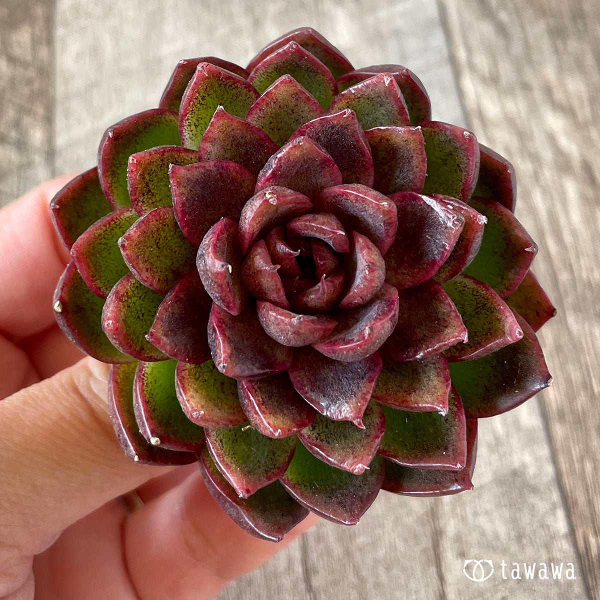 New Arrival* Cubic Frost