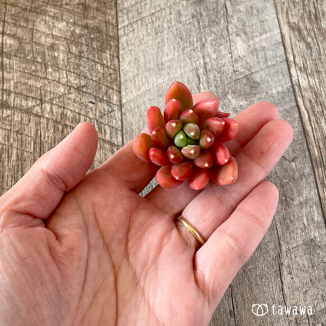 New Arrivals: Ice Green