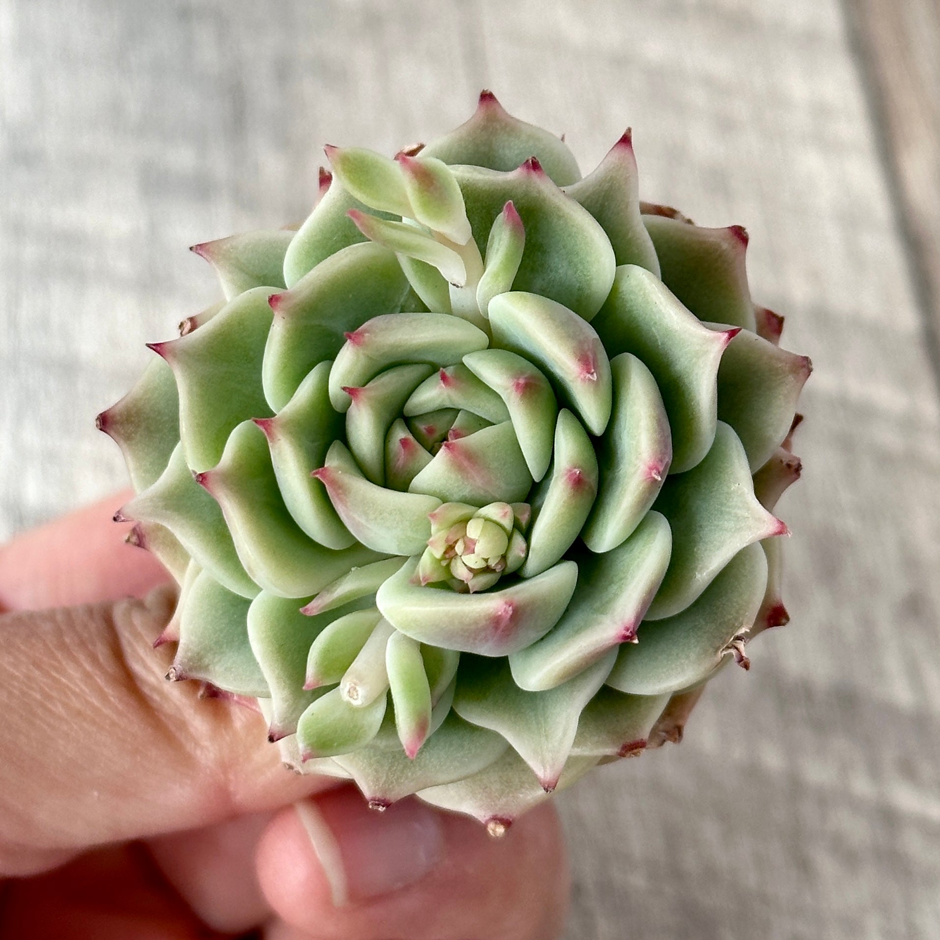 New Arrivals: Ice Green