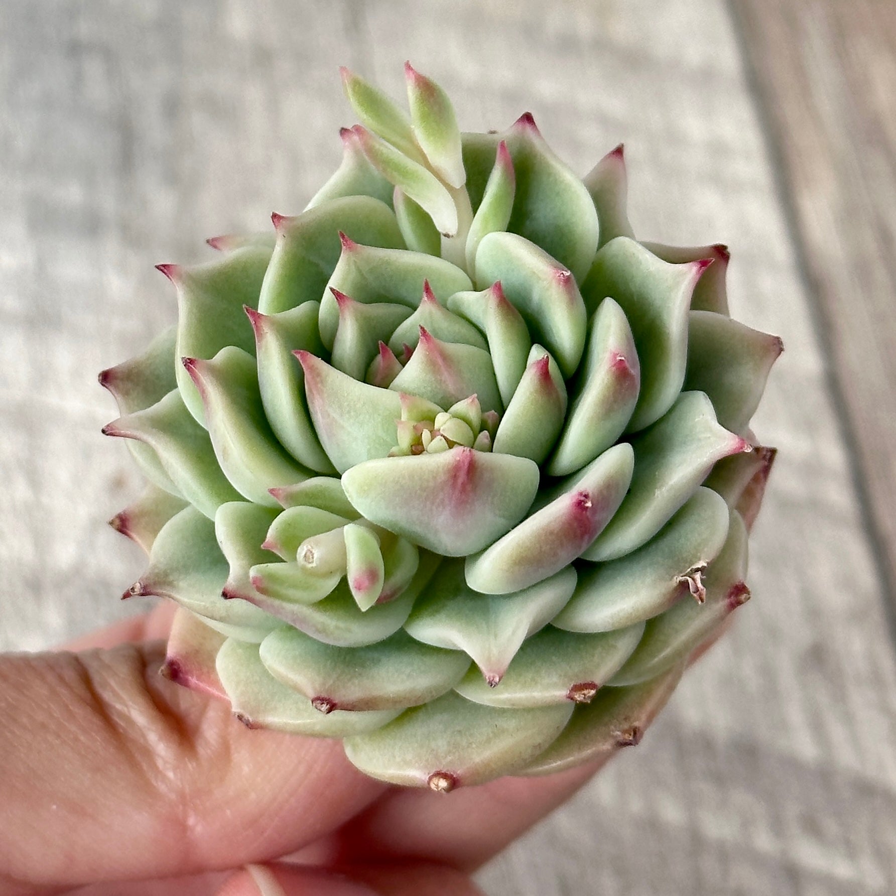 New Arrivals: Ice Green