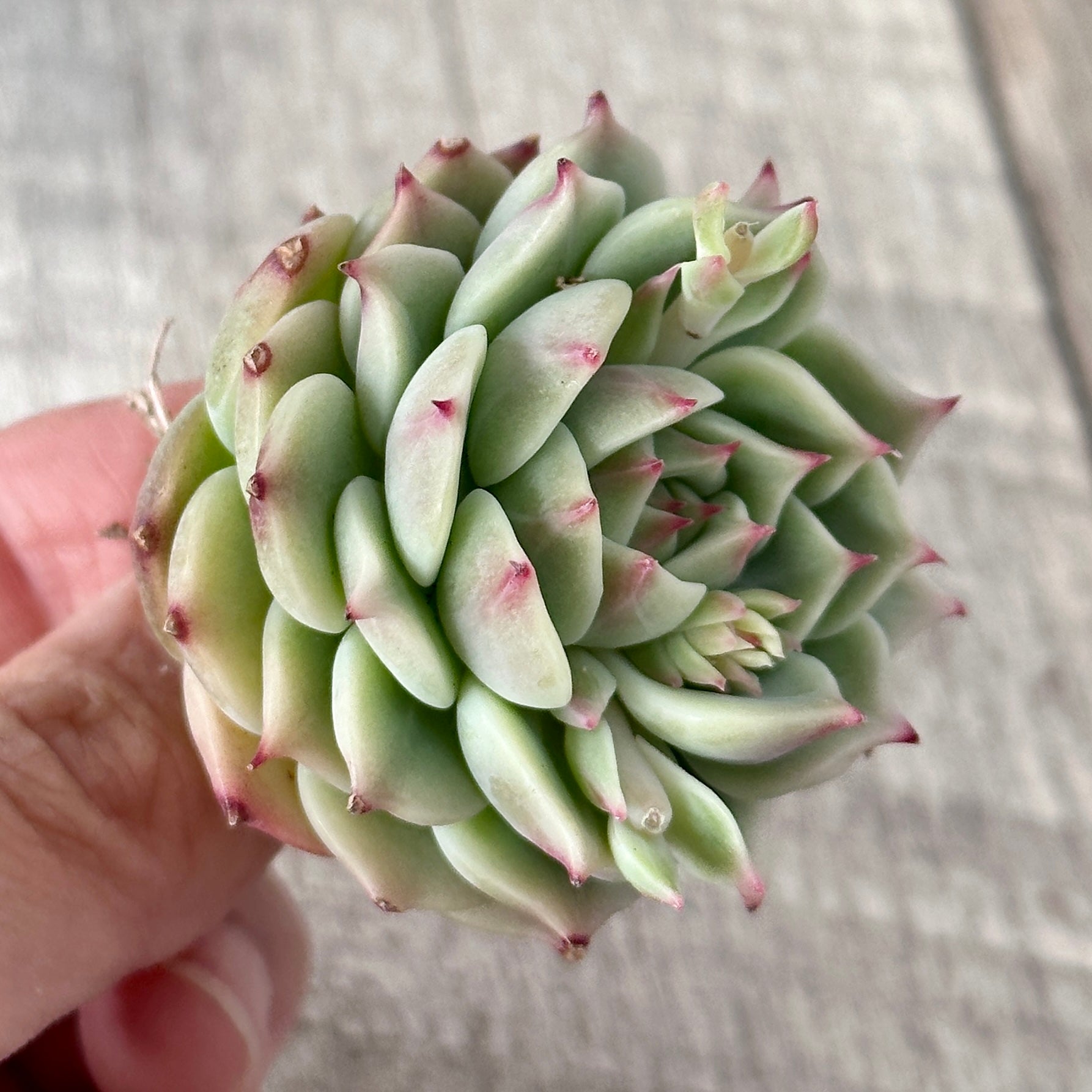 New Arrivals: Ice Green