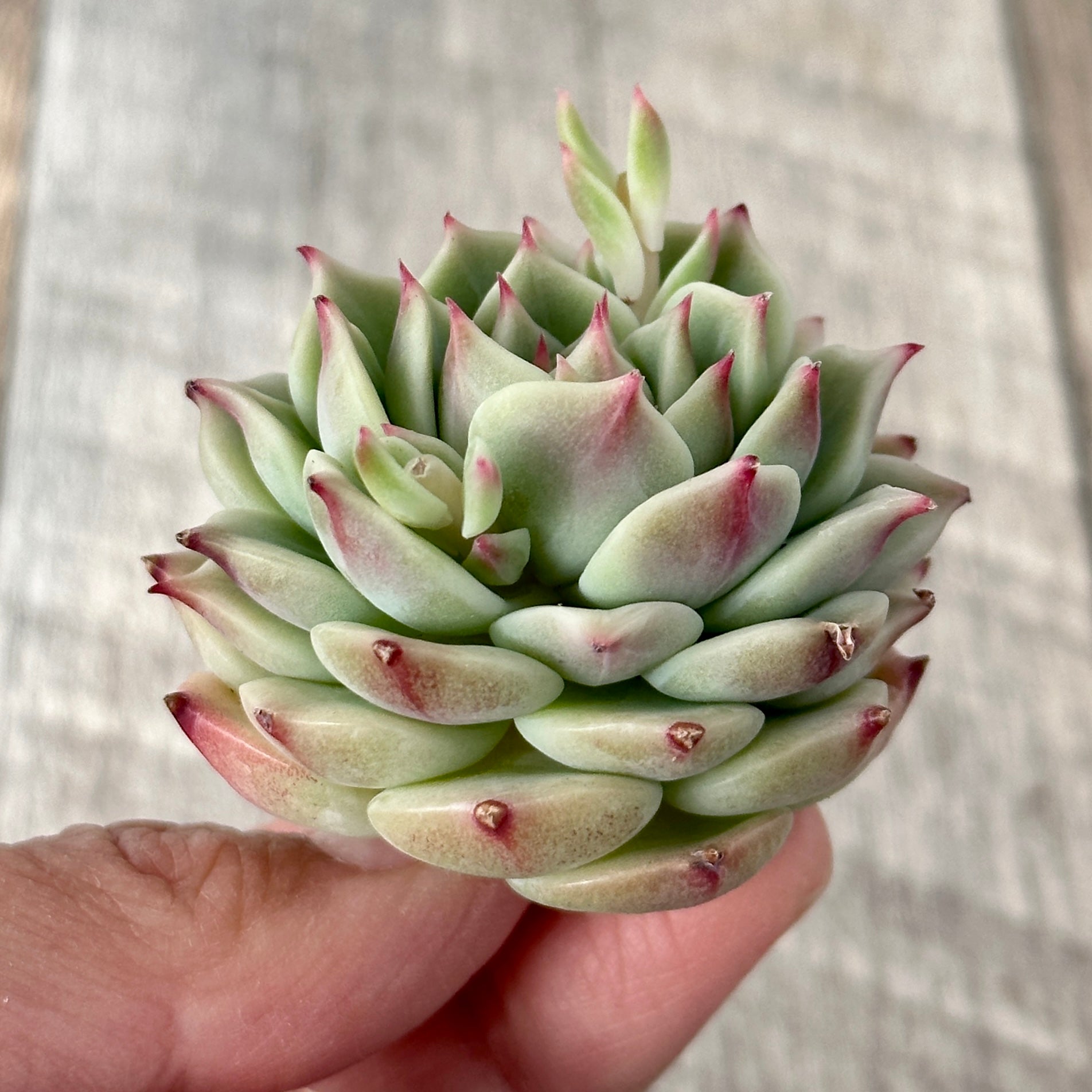 New Arrivals: Ice Green