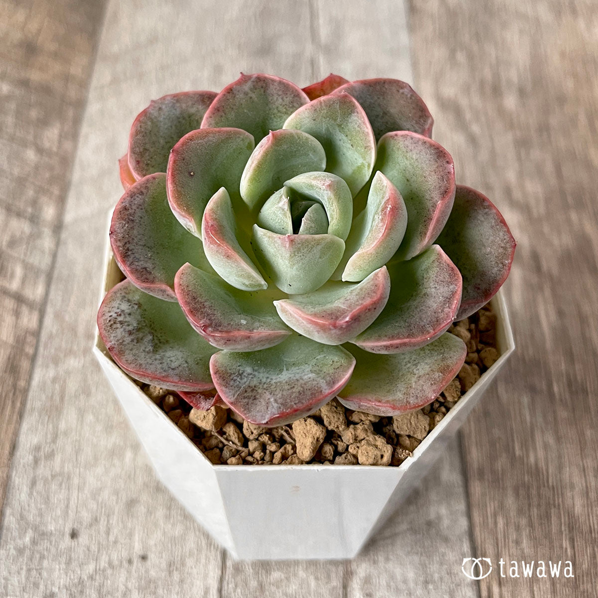 New Arrival* Cubic Frost