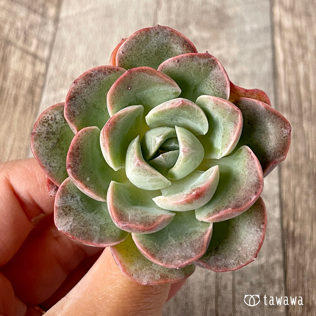 New Arrival* Cubic Frost