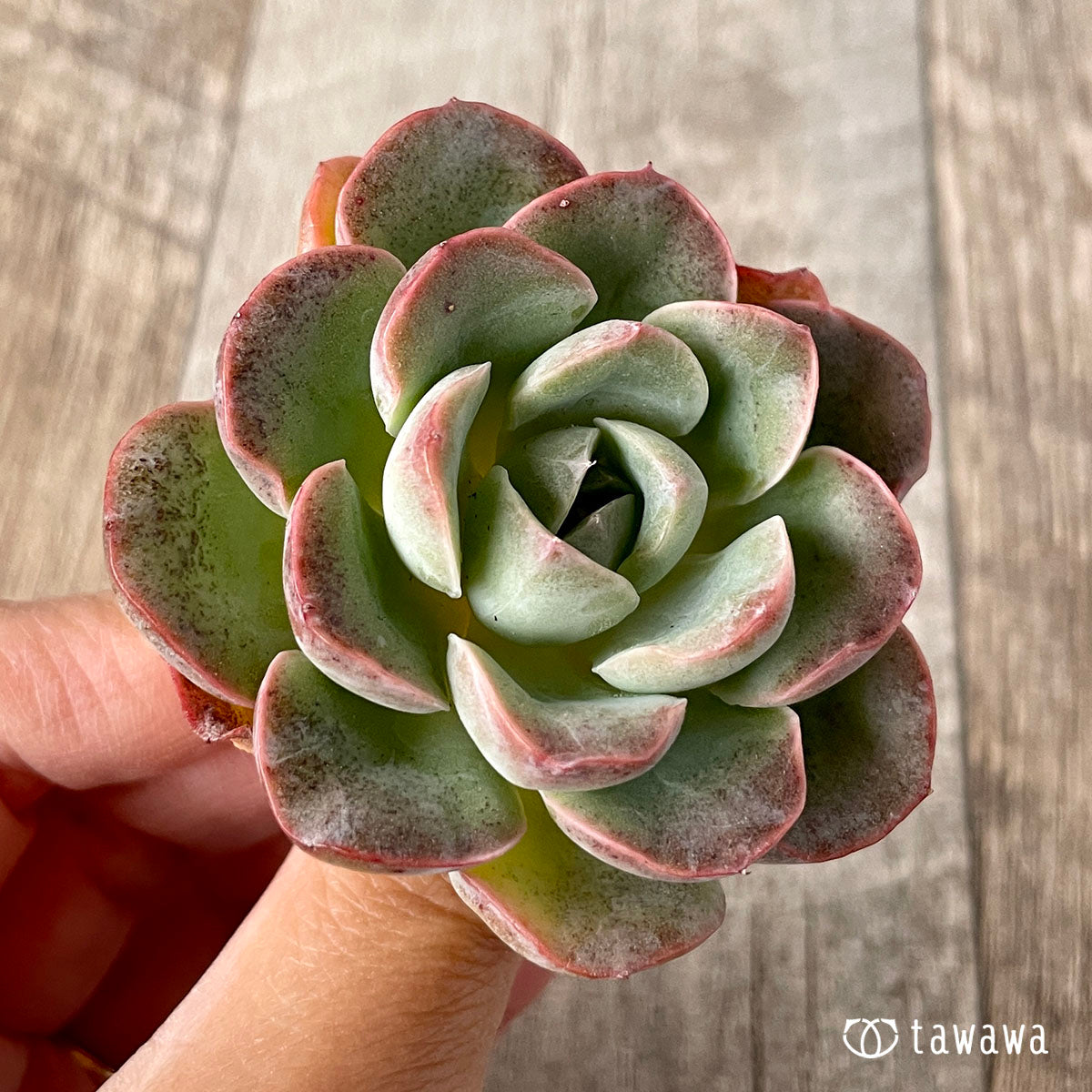 New Arrival* Cubic Frost