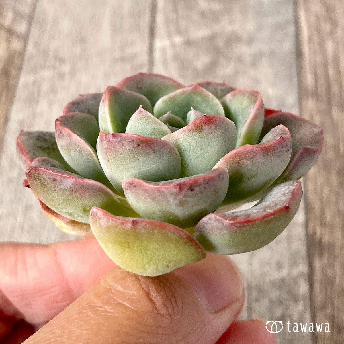 New Arrival* Cubic Frost