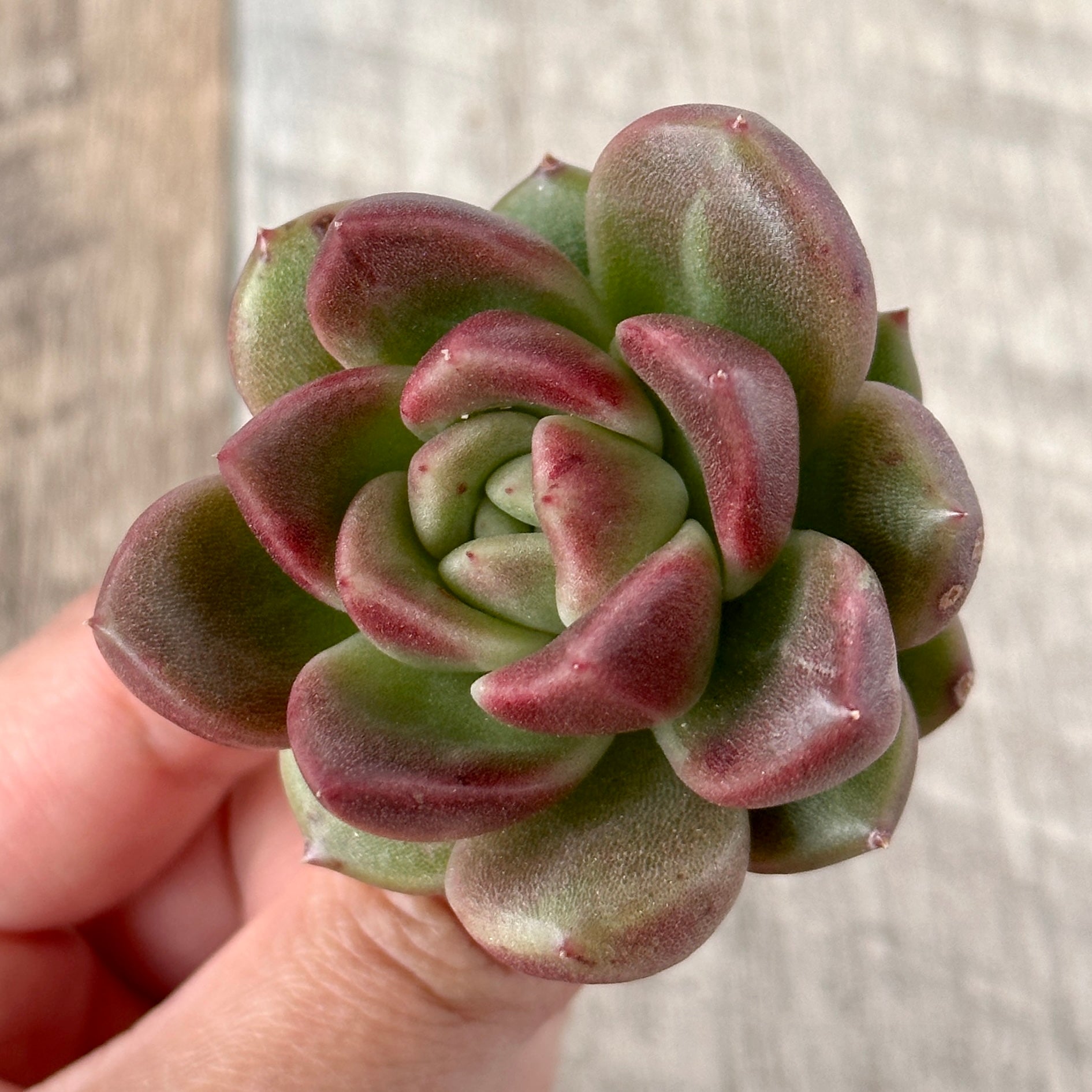 New Arrivals: Ice Green