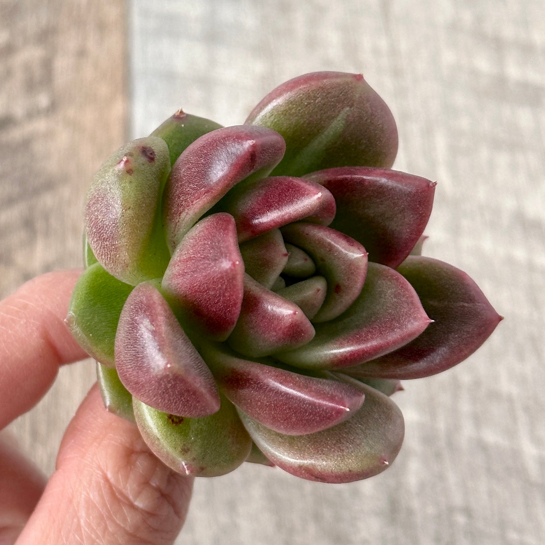 New Arrivals: Ice Green
