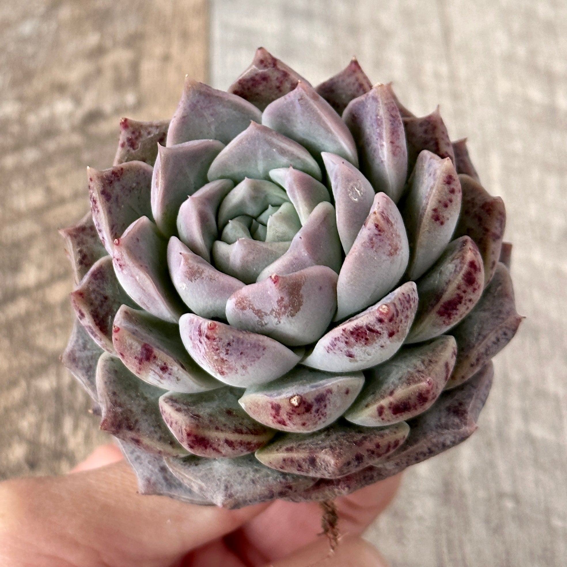 New Arrivals: Ice Green