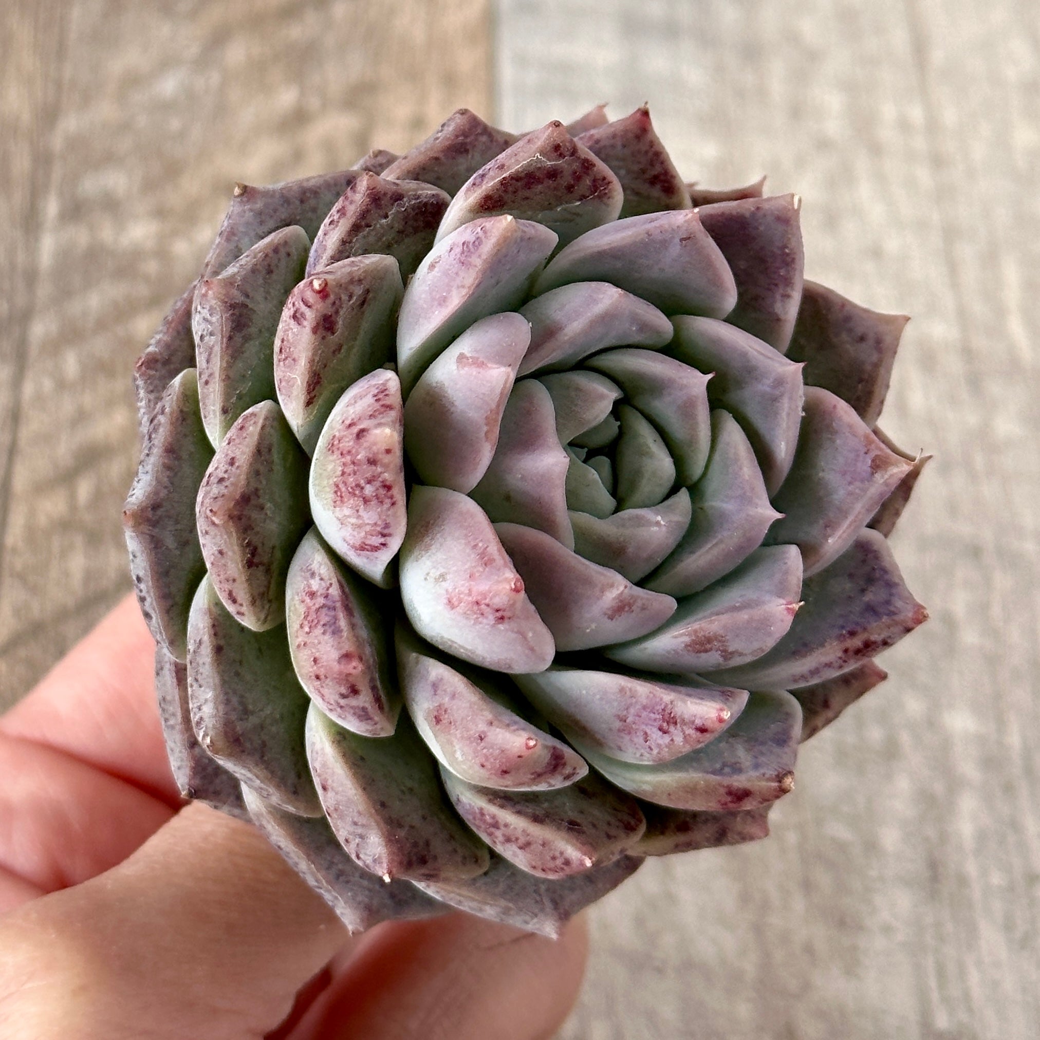 New Arrivals: Ice Green