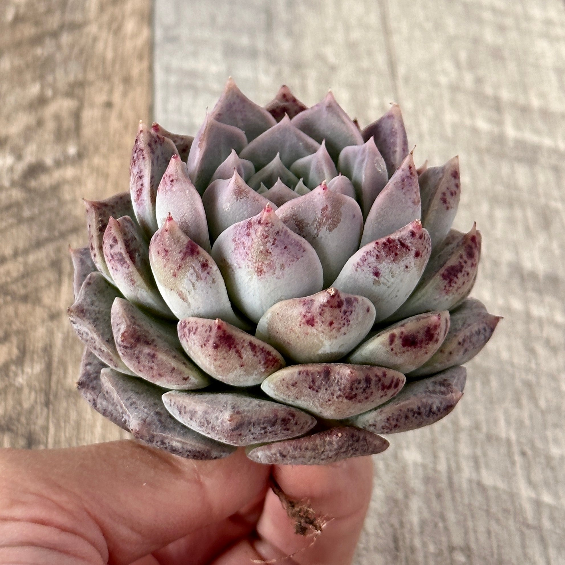 New Arrivals: Ice Green
