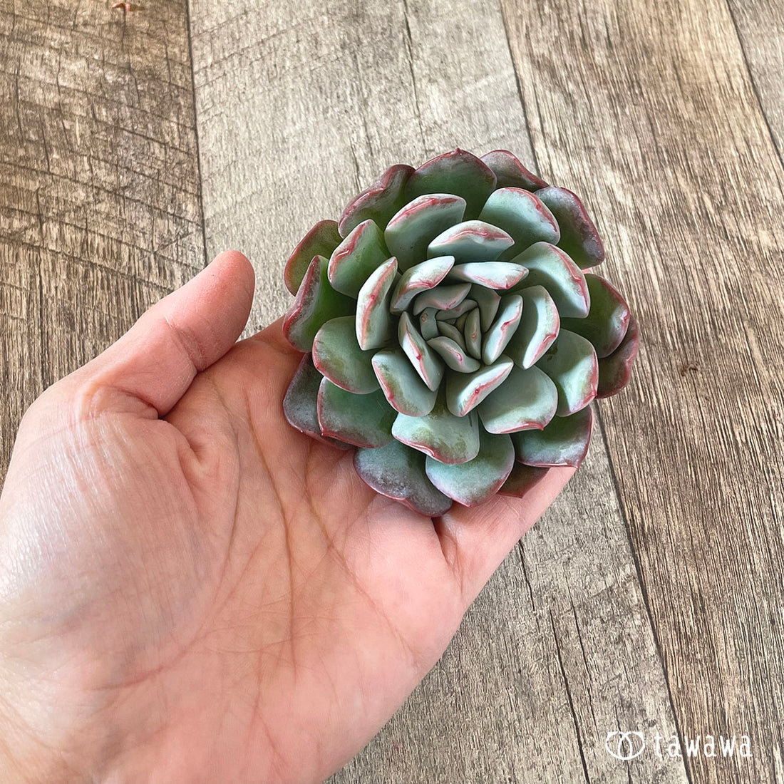 New Arrivals: Ice Green