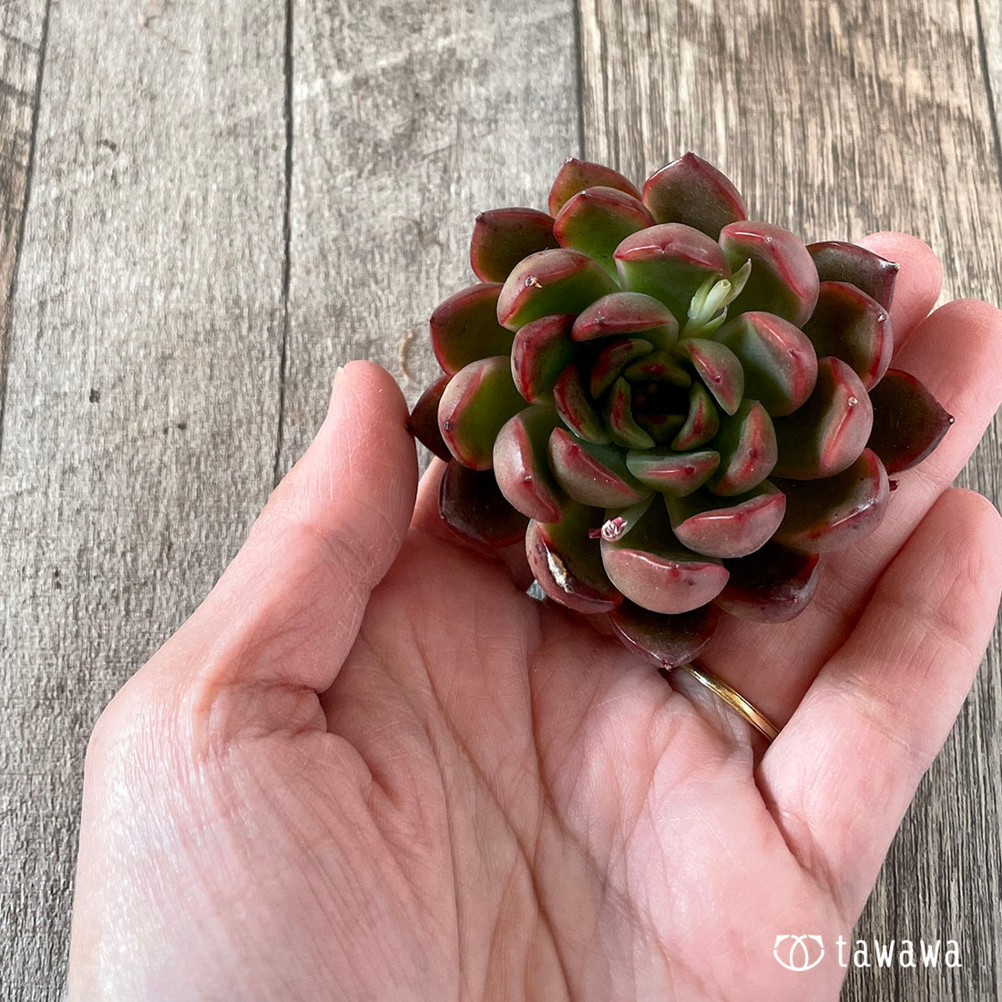 New Arrivals: Ice Green